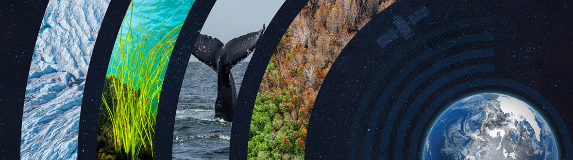 Arctic ice, marine life, a whale, burned forest, and Earth with satellite graphics