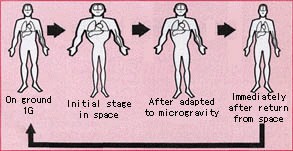 Effects of spaceflight on the veins