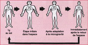 Incidence des vols spatiaux sur le système veineux