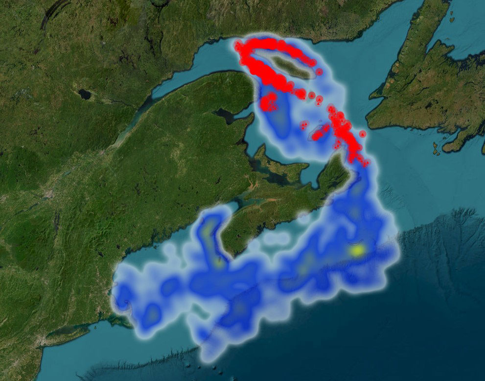 NARW presence and the risk of collisions