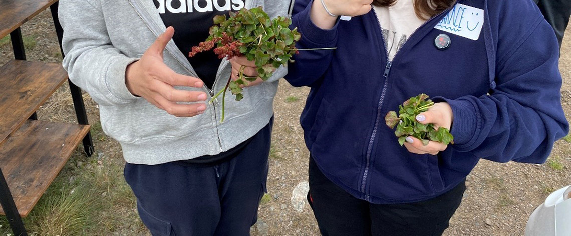 Close-up of hands holding leafy wild plants.