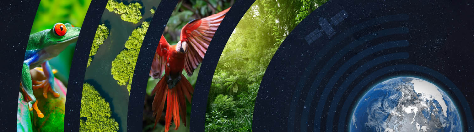 Collage showing images of a frog, top view of a river, a macaw, a tropical rainforest, Earth and a satellite.