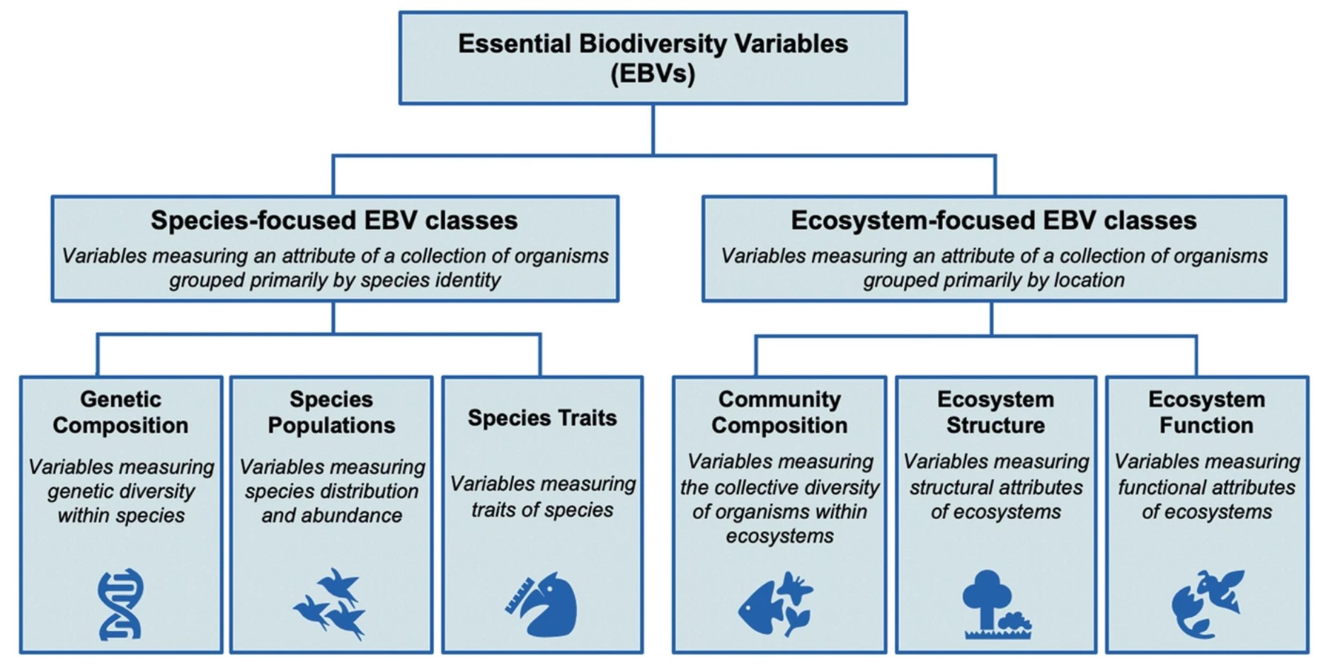 A diagram about the Essential Biodiversity Variables divided into two main categories and six subcategories.