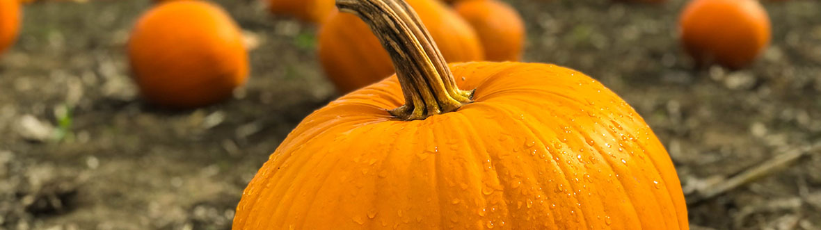 Champ de citrouilles