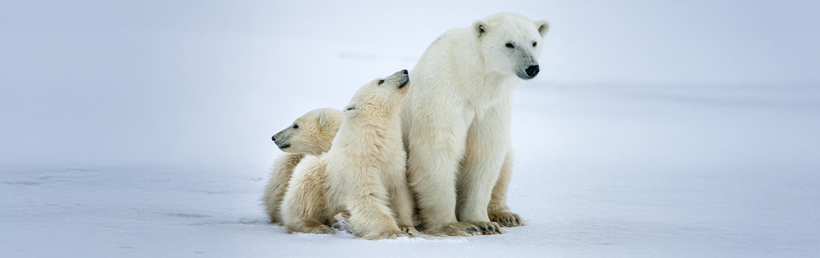Ours polaires